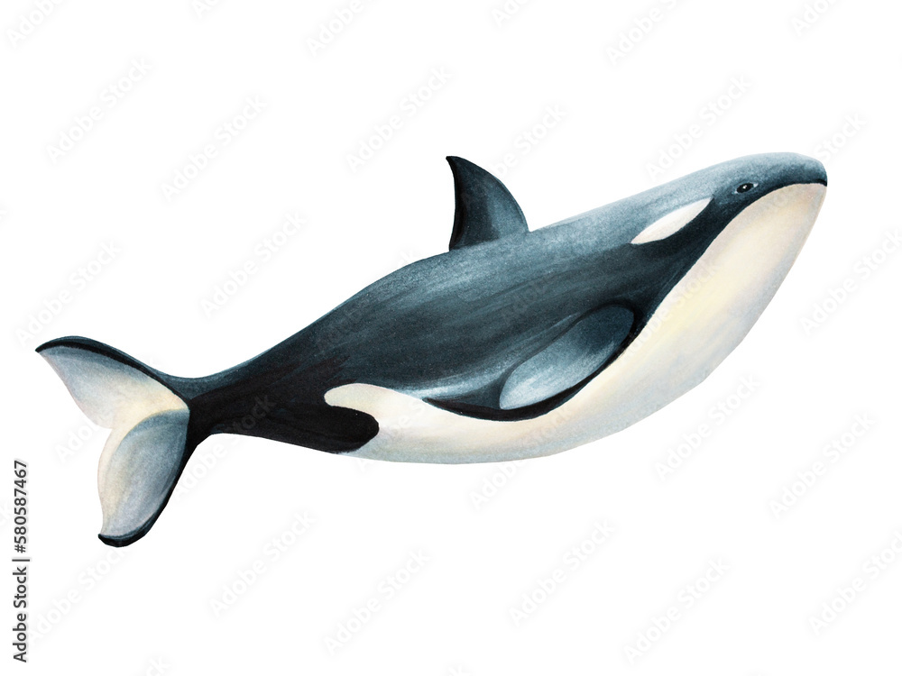 Fototapeta premium Watercolor whale killer isolated on white background. Hand painting realistic Arctic and Antarctic ocean mammals. For designers, decoration, postcards, wrapping paper, scrapbooking, covers, logos