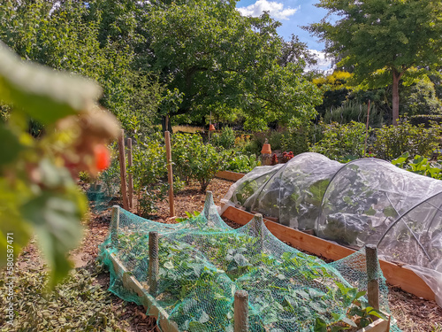 Domestic vegetable garden with flowers, vegetables and fruit during summer. Permaculture and eco-friendly gardening