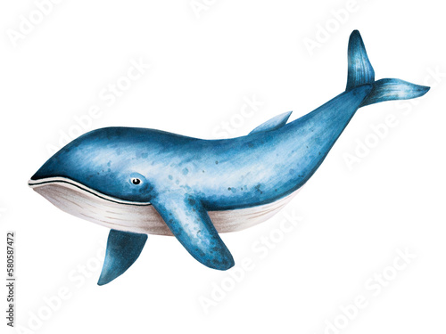 Watercolor blue whale isolated on white background. Hand painting realistic Arctic and Antarctic ocean mammals. For designers  decoration  postcards  wrapping paper  scrapbooking  covers  logos  invit