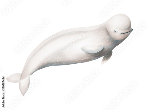 Watercolor beluga isolated on white background. Hand painting realistic Arctic and Antarctic ocean mammals. For designers, decoration, postcards, wrapping paper, scrapbooking, covers, logos, invitatio