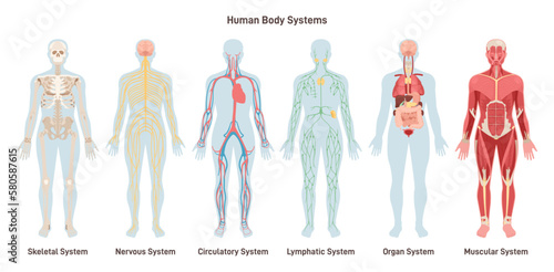 Human body systems set. Anatomical educational banner. Cardiovascular,