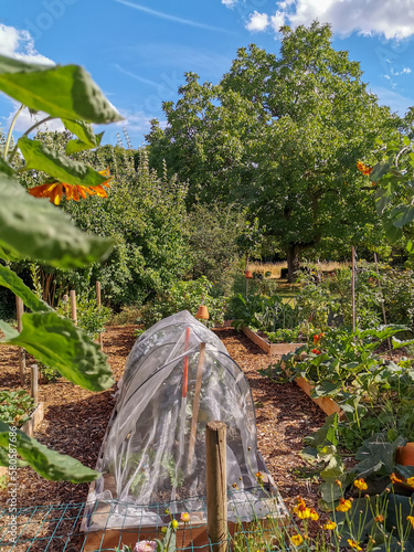 Domestic vegetable garden with flowers, vegetables and fruit during summer. Permaculture and eco-friendly gardening