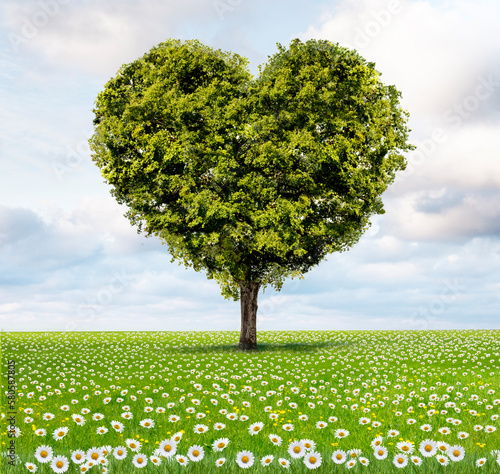 Grüner Herzbaum auf einer grünen Wiese