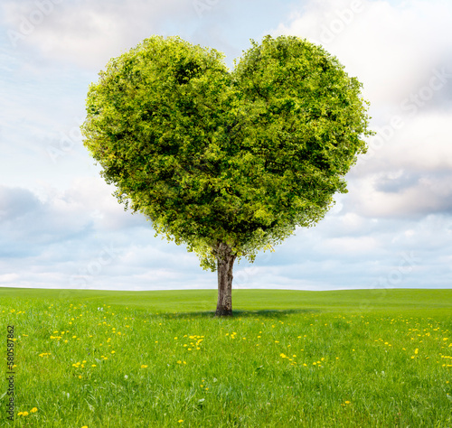 Grüner Herzbaum auf einer grünen Wiese