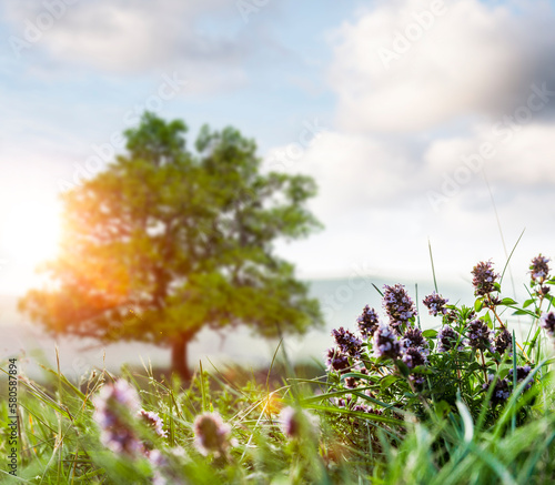 Wilder Thymian auf einer Gebirgswiese Nahaufnahme