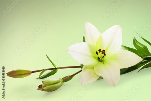 Beautiful fresh flower on color background