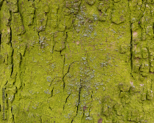 Natural green background in the form of a lichen on the surface of a tree bark