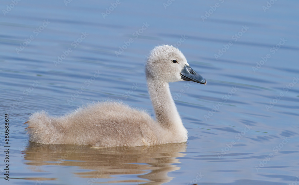 Mute swan, Cygnus olor. Chick floating on the river near the shore