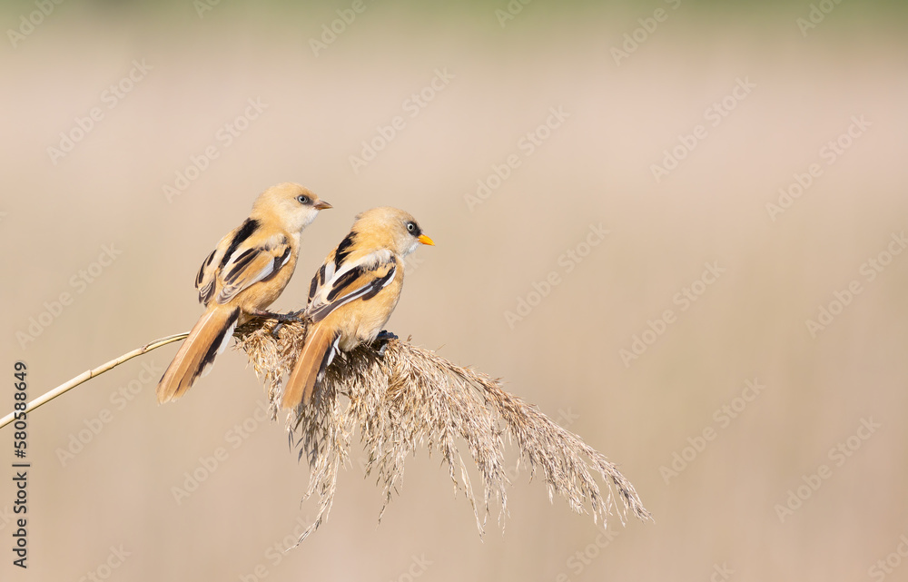 Bearded reedling, Panurus biarmicus. Young male and female sitting on top of a reed
