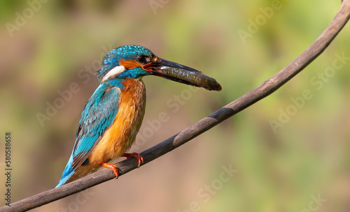 Сommon kingfisher, Alcedo atthis. The bird sits on a branch and holds a fish in his beak