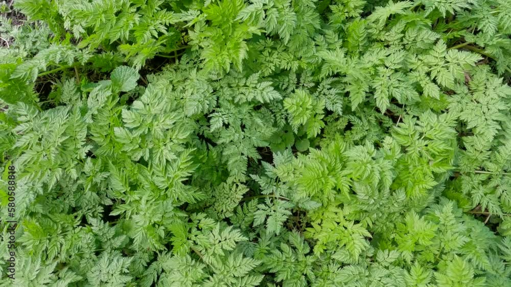 Young plants of cow parsley in overcast windy weather Young plants of cow parsley in overcast windy weather