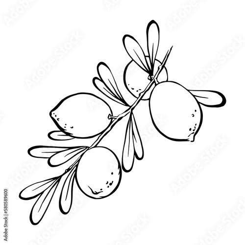 Hand drawn Argan tree branch with nuts leaves monochrome outline vector illustration