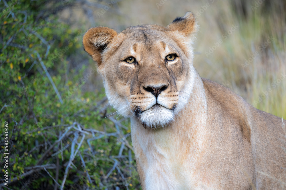 Lion (Panthera leo) in typical Karoo habitat. Western Cape. South Africa Lion (Panthera leo) in typical Karoo habitat. Western Cape. South Africa