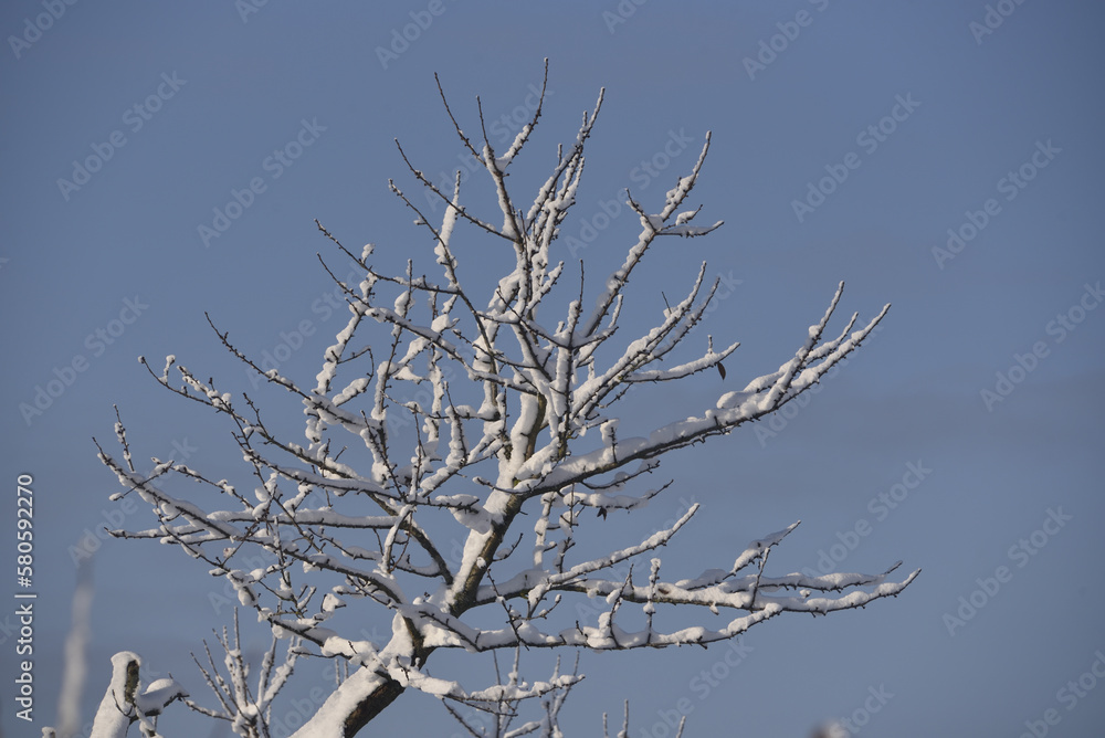 Obraz premium tree branches covered with snow