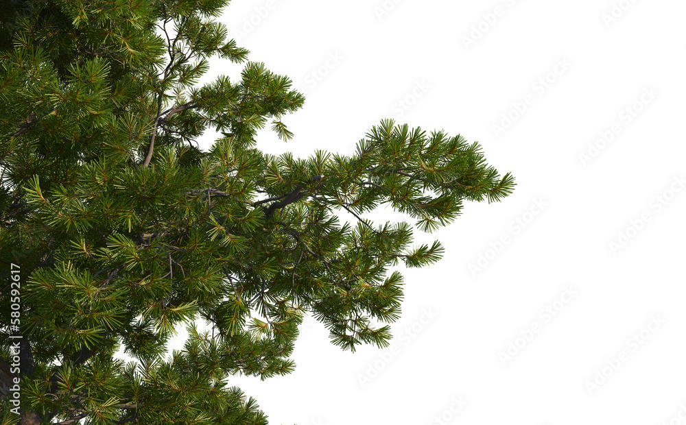 foreground tree branches on a transparent background