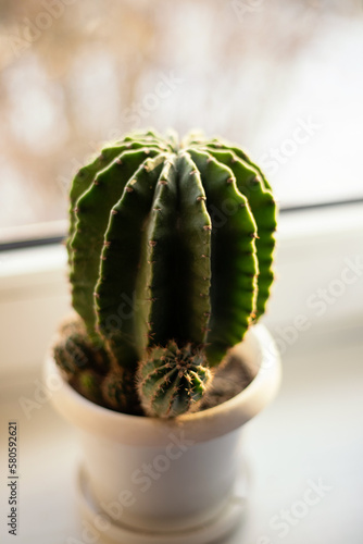 Close-up of a large cactus in a white pot standing on the window
