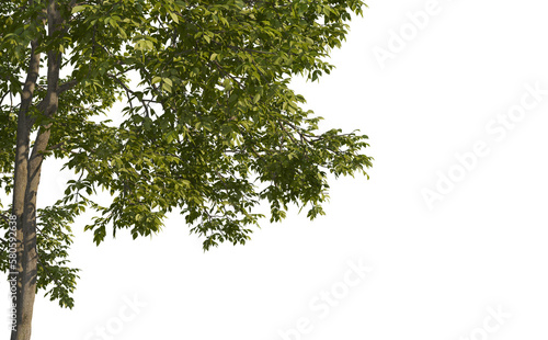 foreground tree branches on a transparent background