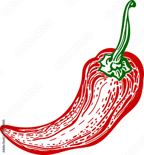 Chili pepper. Hot spicy. Vegetable engraved illustration. Vegetarian food, red paprika