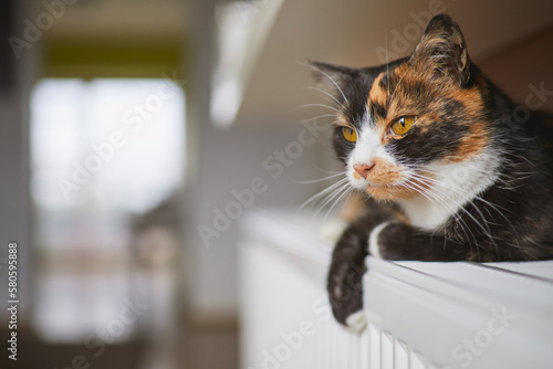 Fototapeta Naklejka Na Ścianę i Meble -  Domestic life with pet. Portrait of cute tabby cat while lying on heater at home..