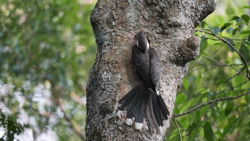 White-throated Brown Hornbill , Anorrhinus austeni male bird finds food to feed the young and the mother bird. photo