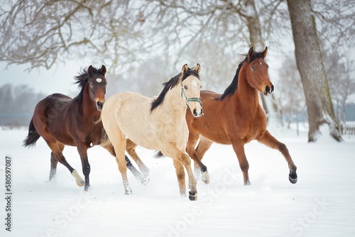 Pferd im Schnee