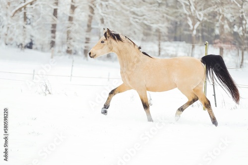 Pferd im Schnee © AZ Woodring