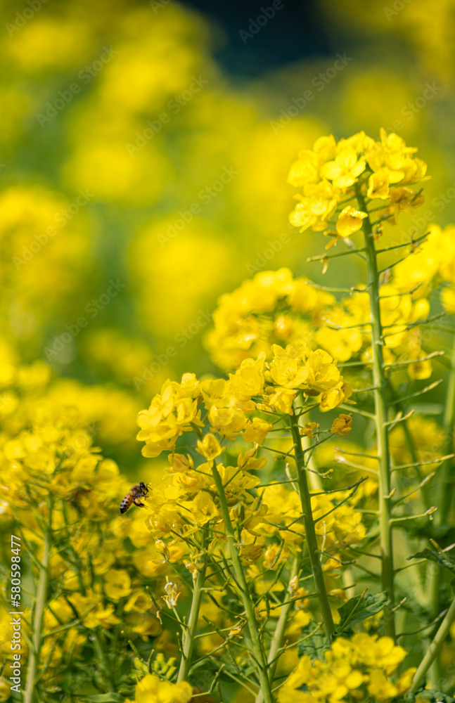 working bee in the yellow forest working bee in the yellow forest