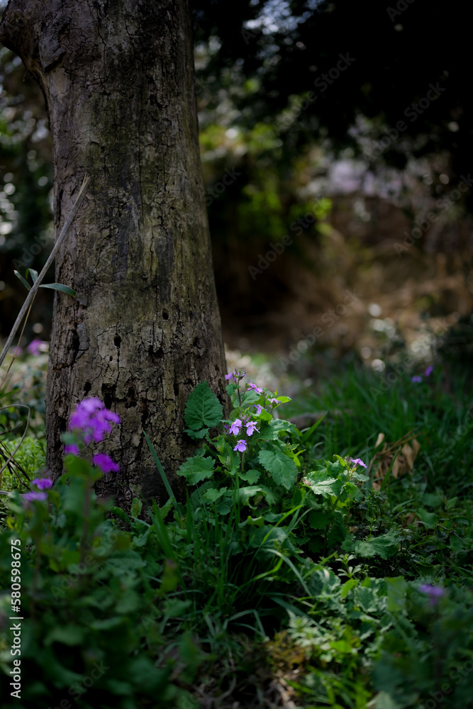 Fototapeta premium flowers by the wood