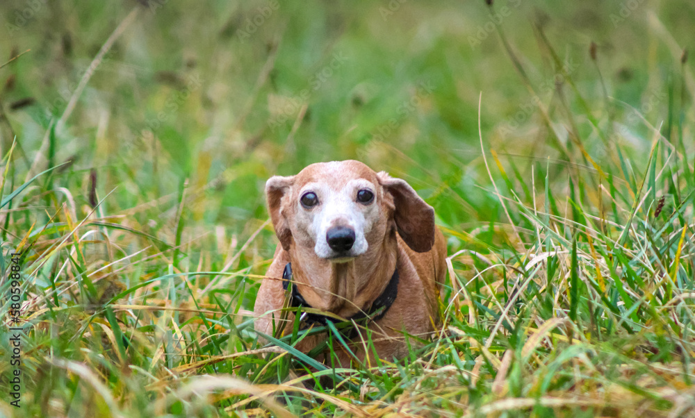 Miniature Dachshund Walkies Miniature Dachshund Walkies