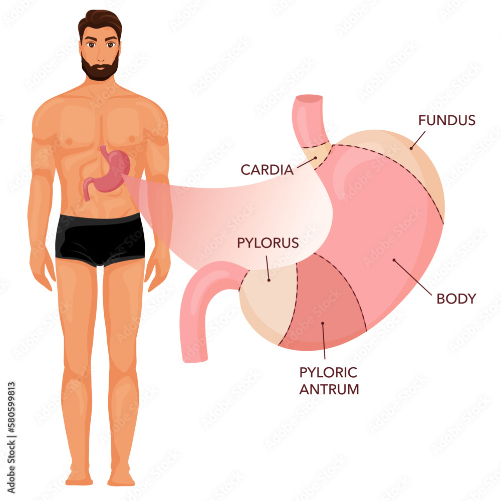 Fototapeta premium Stomach anatomy diagram with human body
