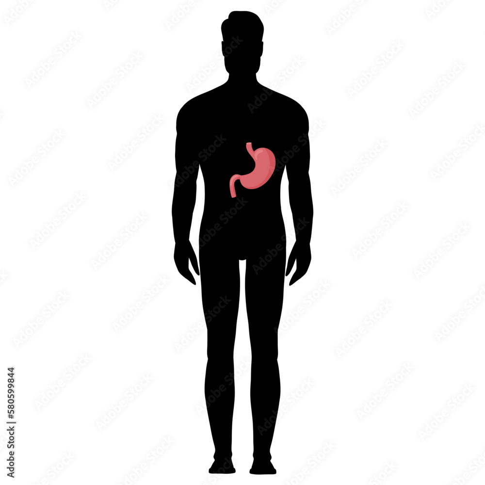 Human stomach anatomy in silhouette male body Human stomach anatomy in silhouette male body