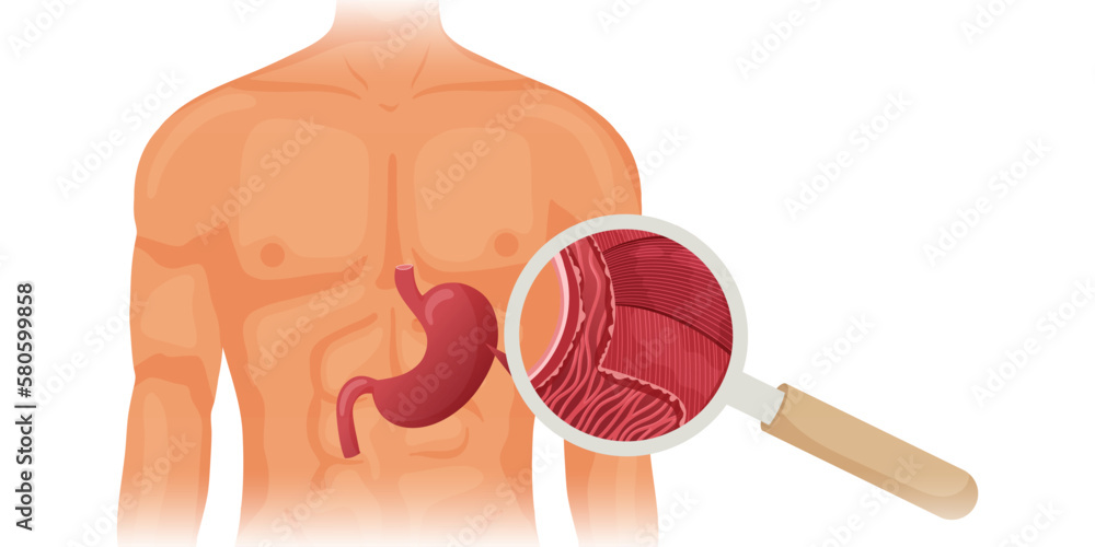 Human stomach in body anatomy