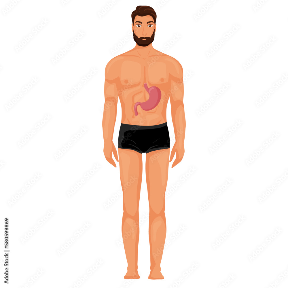 Stomach in human body illustration Stomach in human body illustration