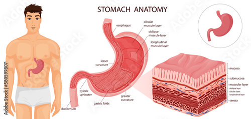 Stomach with all layers and human body