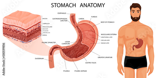 Stomach anatomy with all layers and human body