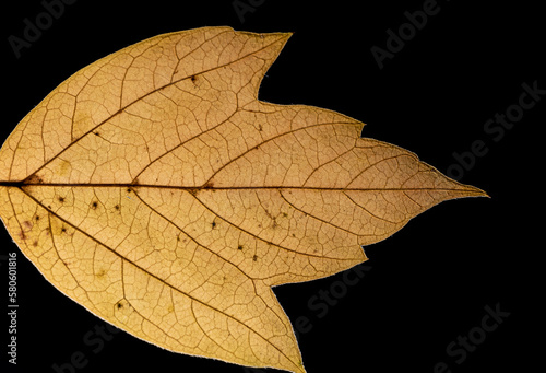 Yellow autumn leaf close-up on a black background.