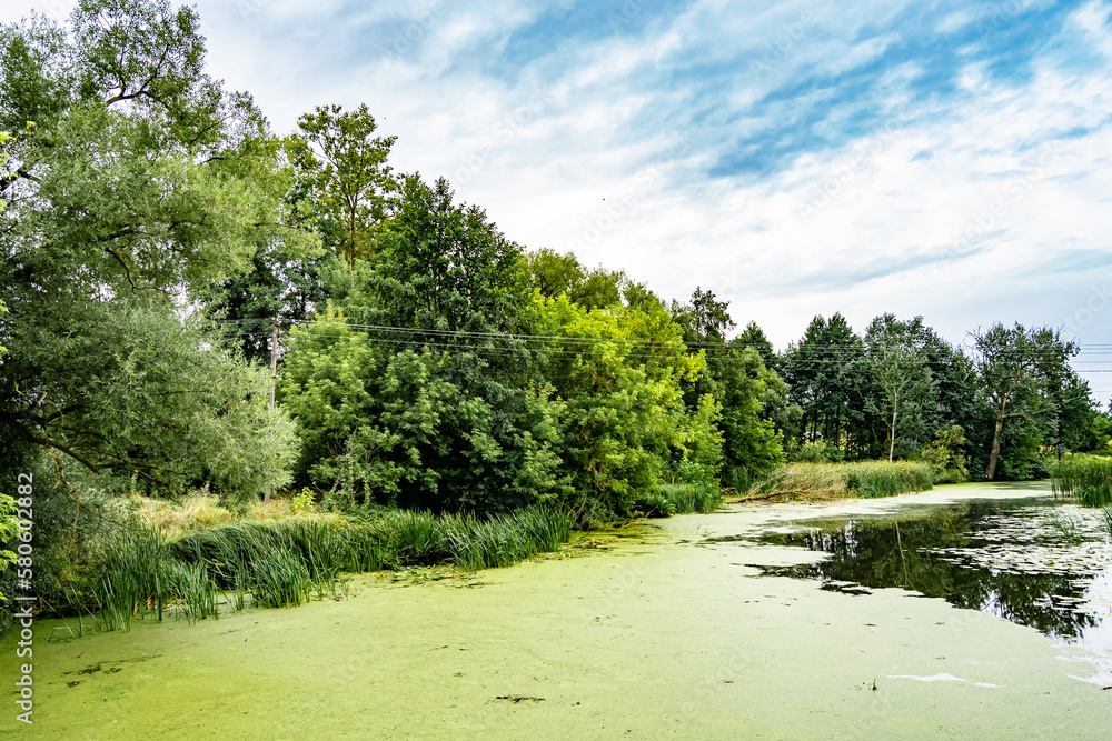 Beautiful grass swamp reed growing on shore reservoir in countryside