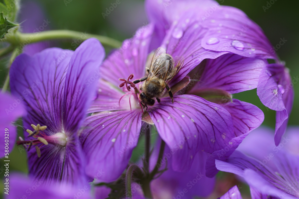 bee on flower bee on flower