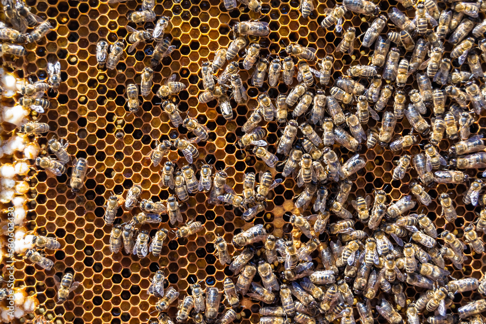 Abstract hexagon structure is honeycomb from bee hive filled Abstract hexagon structure is honeycomb from bee hive filled