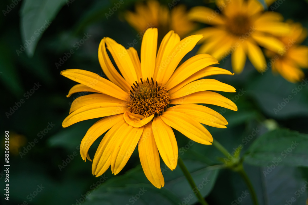 Fine wild growing flower aster false sunflower on background meadow Fine wild growing flower aster false sunflower on background meadow