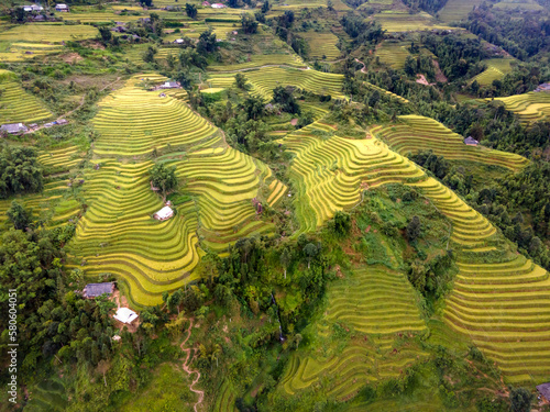 Paddy rice terraces with ripe yellow rice. Agricultural fields in countryside area of Hoang Su Phi, Ha Giang province, Vietnam. Mountain hills valley in Asia, Vietnam. Nature landscape background