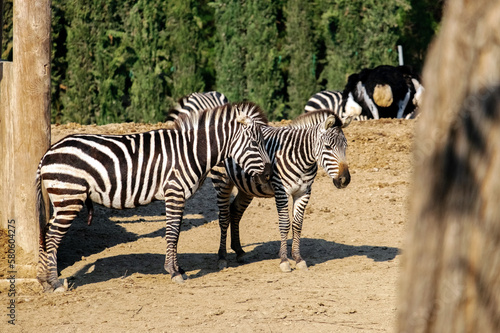 A herd of zebras walk in the paddock of a wildlife park in Izmir  Turkey.