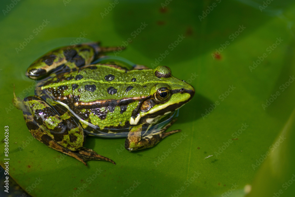 frog on the leaf