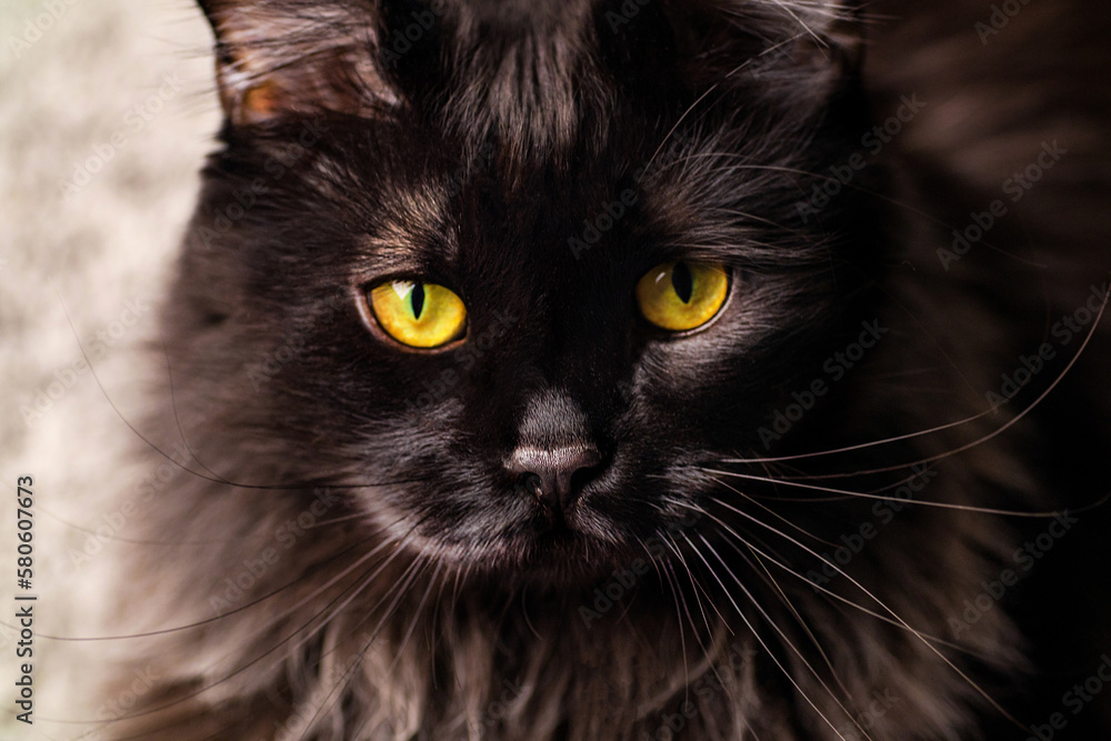 Portrait of black cat with yellow eyes. European Maine Coon cat close up photo