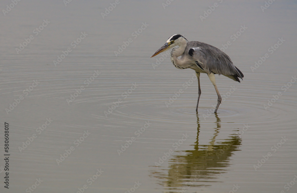 Fototapeta grey heron wading in the wild calm waters of lake amboseli, amboseli national pa
