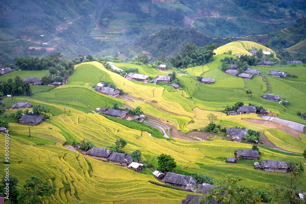 Phung village, Hoang Su Phi district, Ha Giang province, Vietnam - Enjoy the beautiful scenery of Phung village, Hoang Su Phi district, Vietnam from above during the rice ripening
