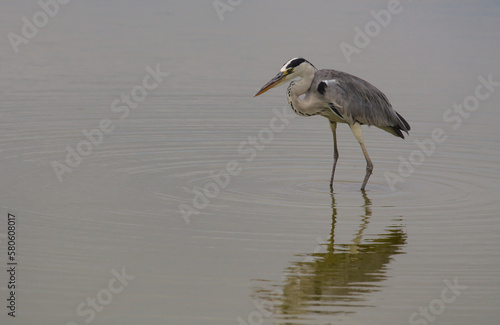 Fotografie grey heron wading in the wild calm waters of lake amboseli, amboseli national pa