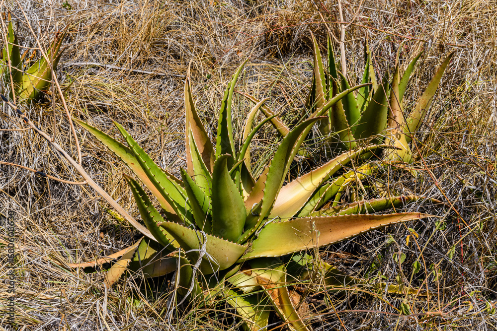 Fototapeta premium Aloe vera plant growing at the garden. Herbal medicine