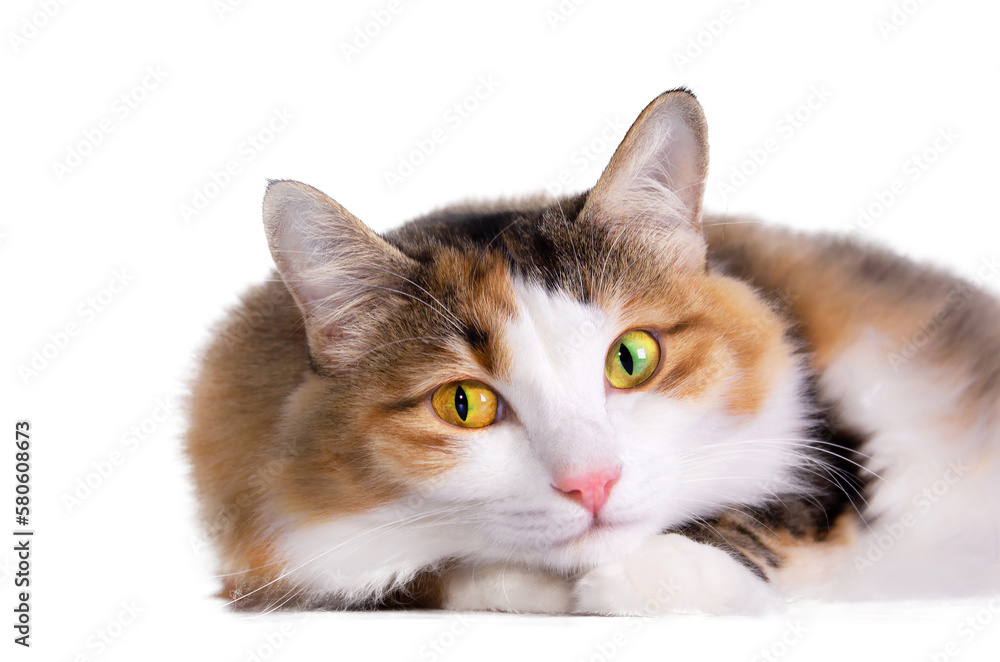 Portrait of cute cat lies in a white background close up photo.