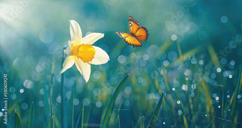 Beautiful daffodil flower in nature in morning outdoors in rays of sunlight and orange fluttering butterfly on background of grass in dew drops with beautiful round bokeh. © Laura Pashkevich